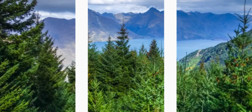 千年舟&middot;新西兰纯松板，一棵松木的全球智慧之旅