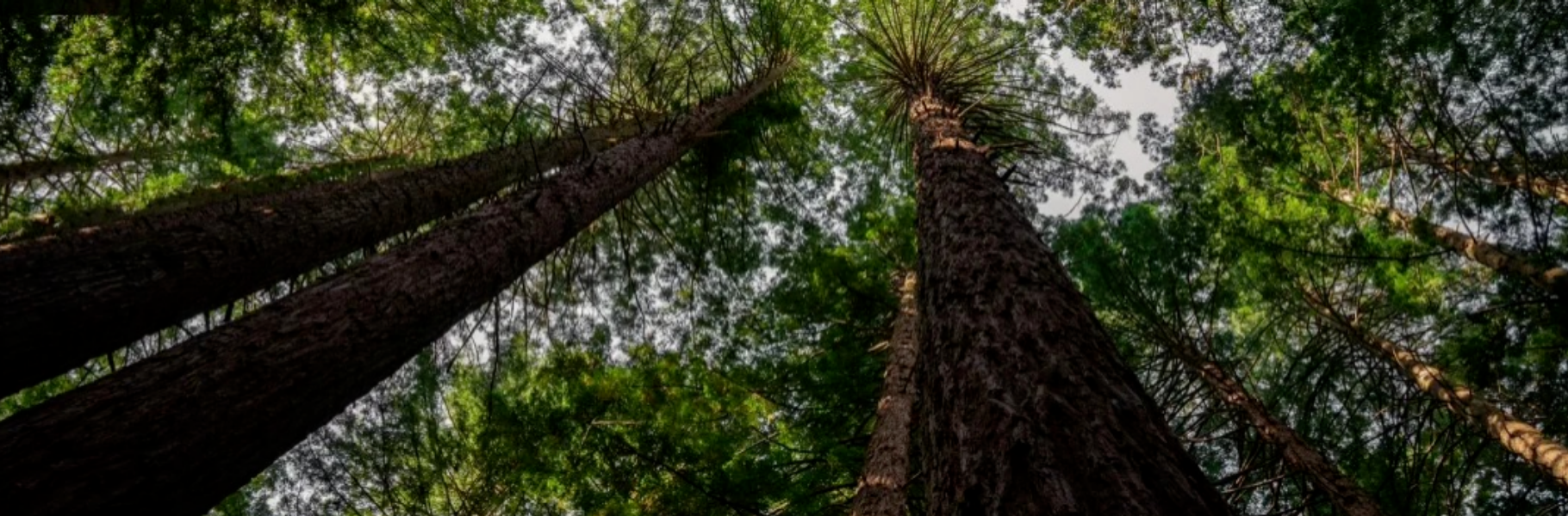 从林海到宋韵家宅丨千年舟&middot;新西兰纯松板&times;轻语胡桃「石墨烯」应用鉴赏